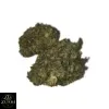 Lantz Strain - Image 4