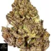 Lantz Strain - Image 3