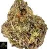 Lantz Strain