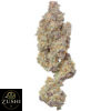 MAC 1 Strain