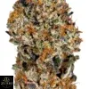 Think Tank Strain - Image 4