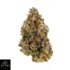 Think Tank Strain - Image 3