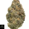 Think Tank Strain