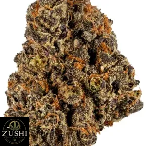 YS 11 Strain