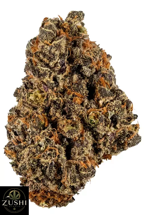 YS 11 Strain